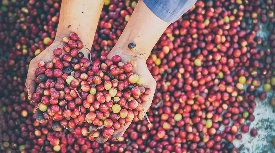 Hands of a farmer holding fresh coffee cherries.
