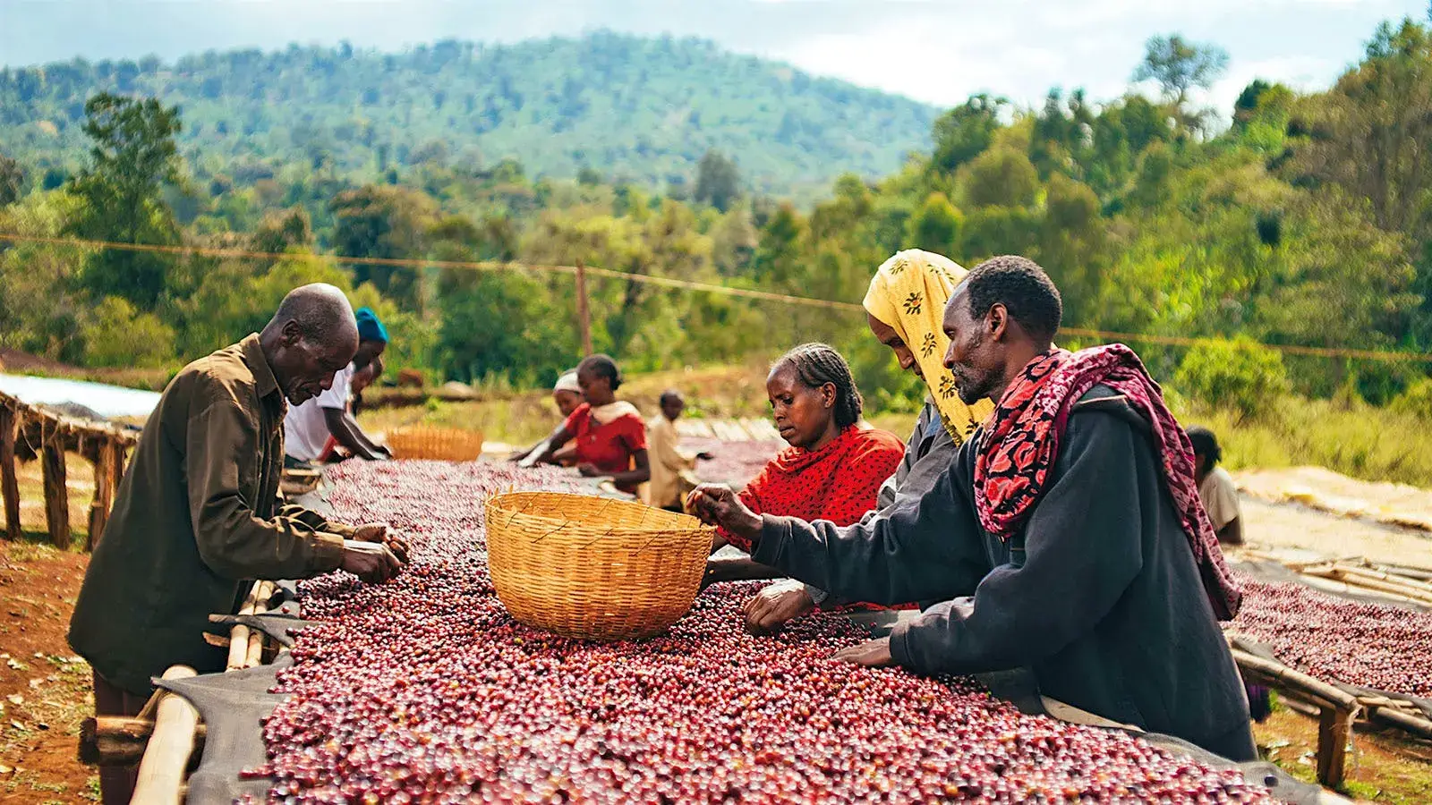 Lush green highlands of Ethiopia, the birthplace of coffee.