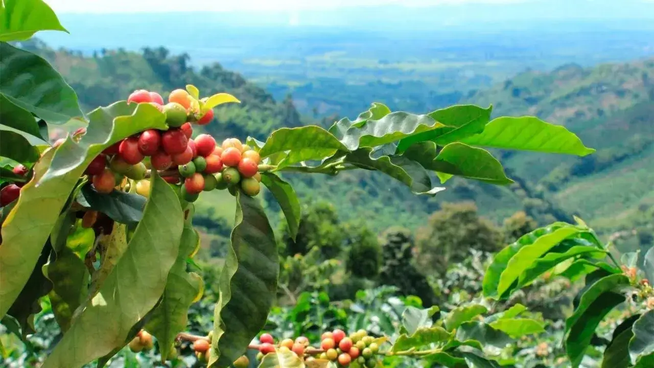 A view of a coffee plantation on the volcanic slopes of Colombia.