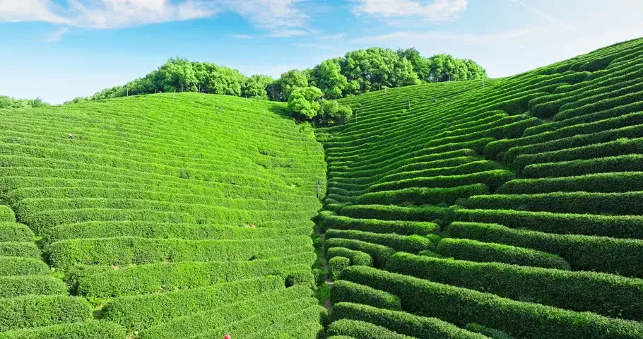 Lush green tea plantation terraces in Japan.