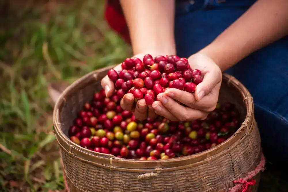 A coffee farmer's hands holding ripe, red coffee cherries.