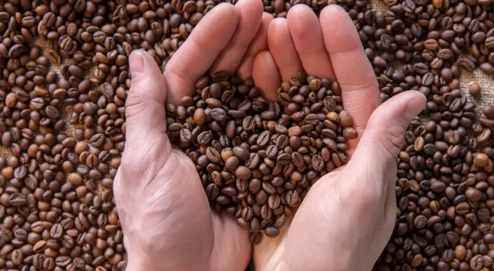 A focused person meticulously inspecting freshly roasted coffee beans.