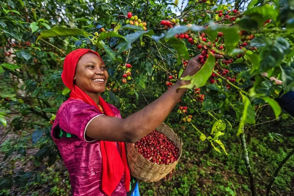A smiling farmer holding a basket of freshly harvested coffee cherries.