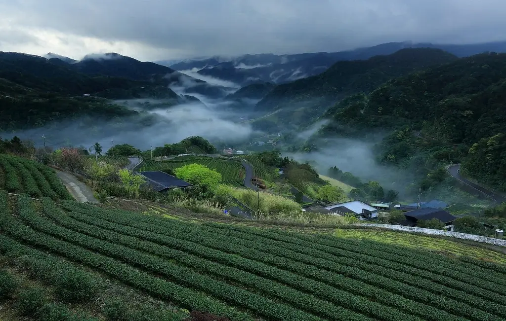 Stunning view of terraced tea gardens in the mountains of Nepal.